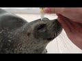 【海遊館】ワモンアザラシ ユキの点眼
