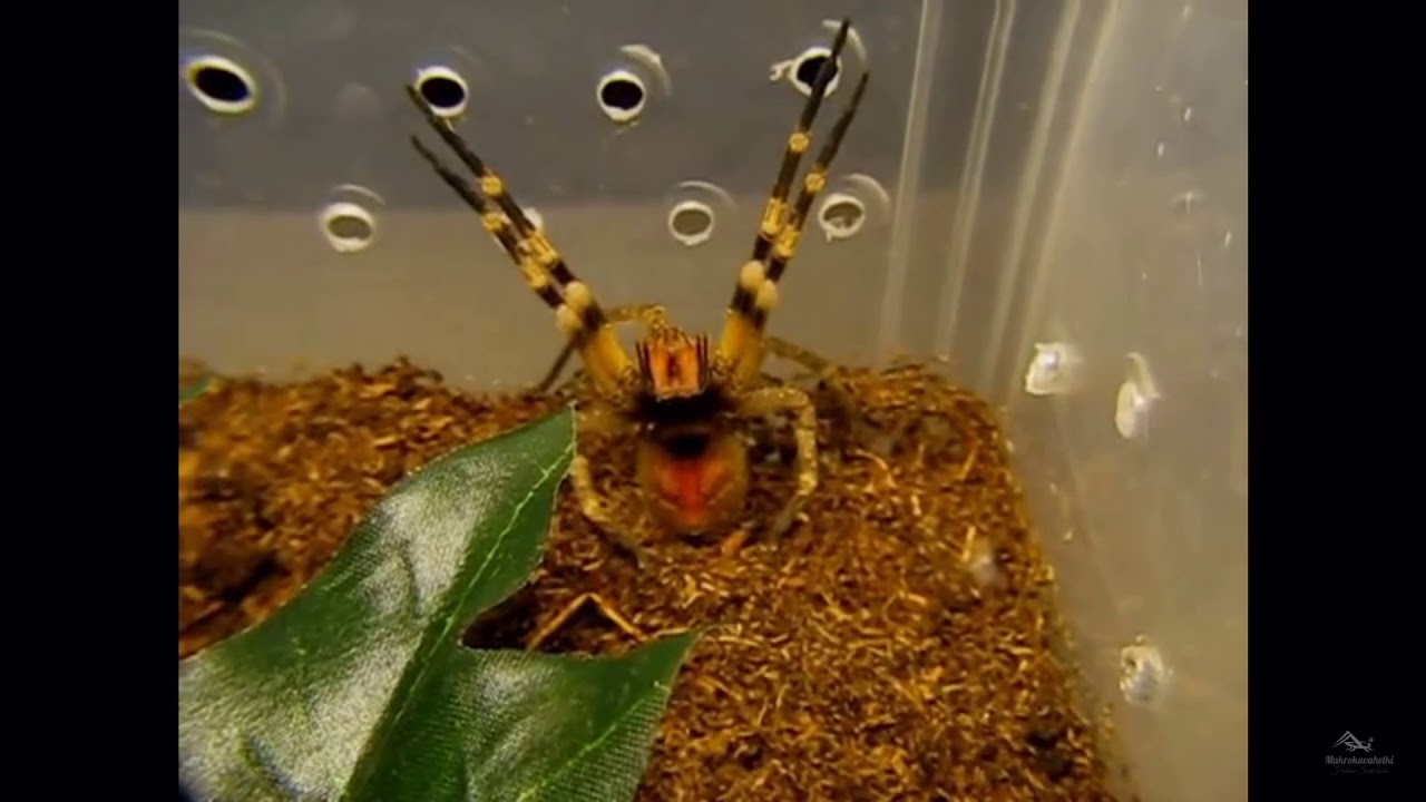 brazilian wandering spider youtube