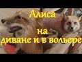 Алиса лиса. Поведение Алисы на диване и в вольере.