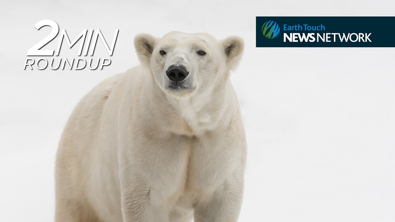 Mortal moose combat, saddest polar bear on the move & a tragic rhino death  | 2Min News Roundup | Earth Touch News