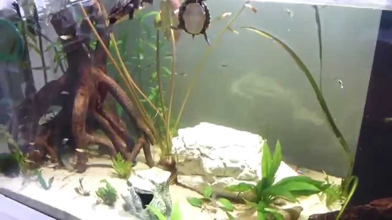 Chrysemys picta dorsalis (Südliche Zierschildkröte)