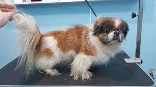 Grooming A Matted Pekingese Dog