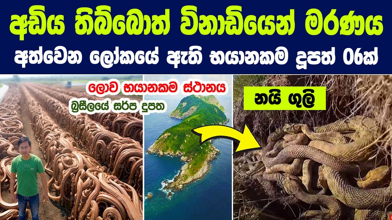 බ්‍රසීලය මේ දුපතේ සර්පයන් ලක්ෂ ගණන් පාලනය නොකරන්නේ ඇයි ? | The Island Full Of Snakes IN Brazil