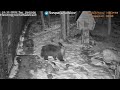 Медведь Мансур заносит камень-подушку в домик