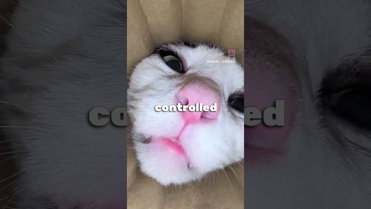 THERE IS A CULT THAT BELIEVES THE WORLD ENDED IN 2012!🧐😵‍💫 