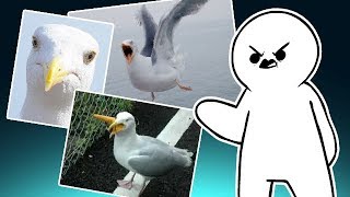 SEAGULLS