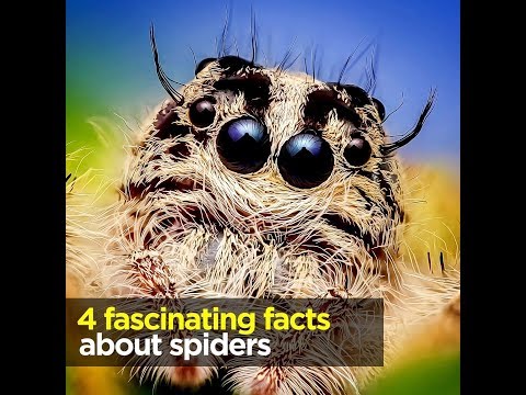4 fascinating facts