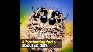 4 fascinating facts about spiders