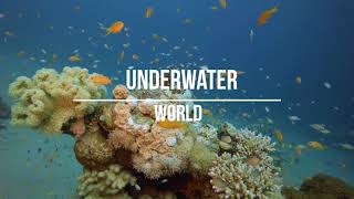 Relaxing video amazing colours underwater world 4K music Красивейший подводный мир 4К видео