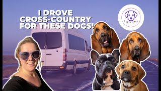 Two Bloodhounds travel cross-country for the AKC Specialty Show | PET TRANSPORTATION by PurplePup LLC 833 views 1 year ago 10 minutes, 5 seconds