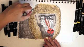 Mandrill Drawing - Coloring with Prismacolor Markers
