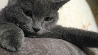 Наглый кот стащил кальмара Наглый кот стащил кальмара