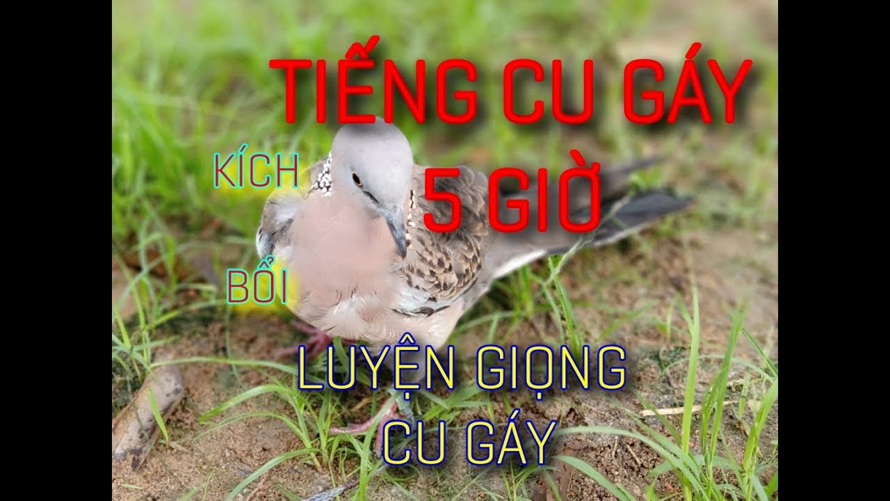 Tiếng cu gáy mồi dài 5 tiếng cho anh em kích bổi luyện giọng. Tiếng cu gáy tập bổi mới nhất.