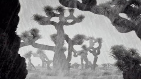 AI GENERATED VIDEO: JOSHUA TREES IN THE RAIN (STABLE DIFFUSION)