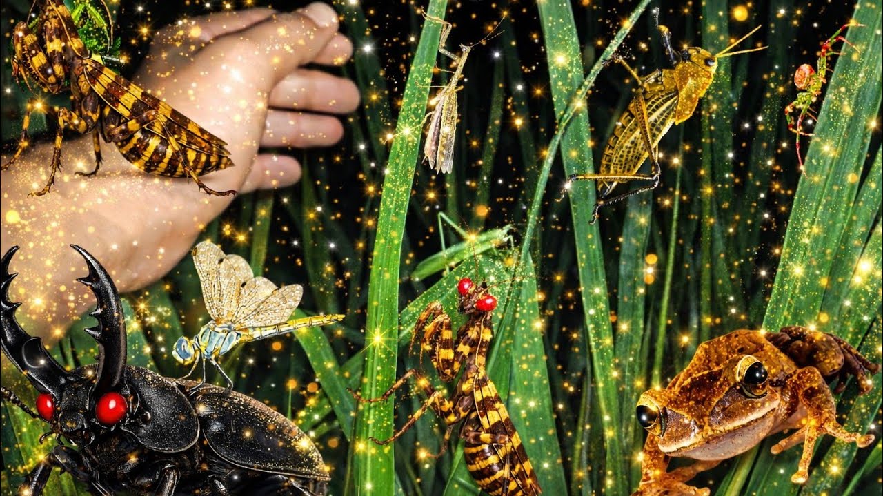 Catcing Insects ‼️catch Insects will be tame at night and very easy to catch‼️. - YouTube