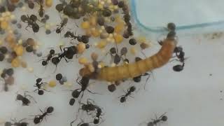Ожесточённая битва муравьёв с мучным червяком!