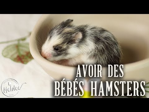 Vidéo: Troubles De La Reproduction, Infertilité Chez Les Hamsters