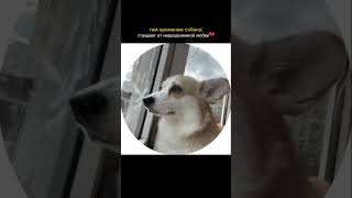 Как ощущается жизнь с собакой, которая вечно смотрит в окно