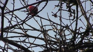 Physicist calls UBC Newton apple trees a link to famed scientist