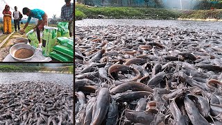 Clarias Batrachus ! Produksi Massal Lele Berjalan