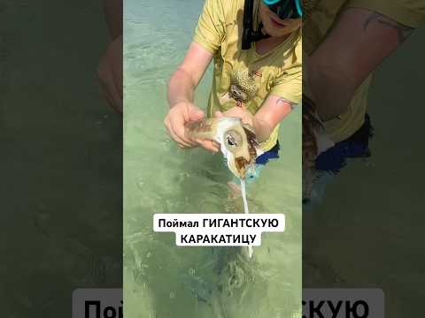 Поймал ГИГАНТСКУЮ каракатицу РУКАМИ #тайланд #животные #море #юмор #ловля