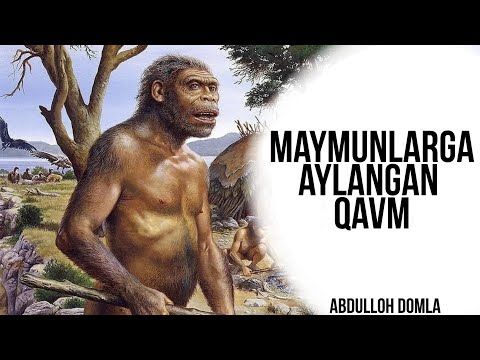 Video: Qaysi maymunlar odamlarga yaqinroq?