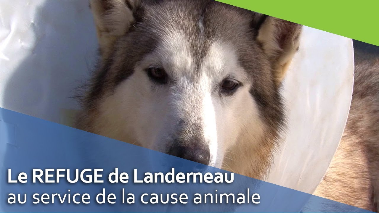 Le Refuge animalier de Landerneau. YouTube