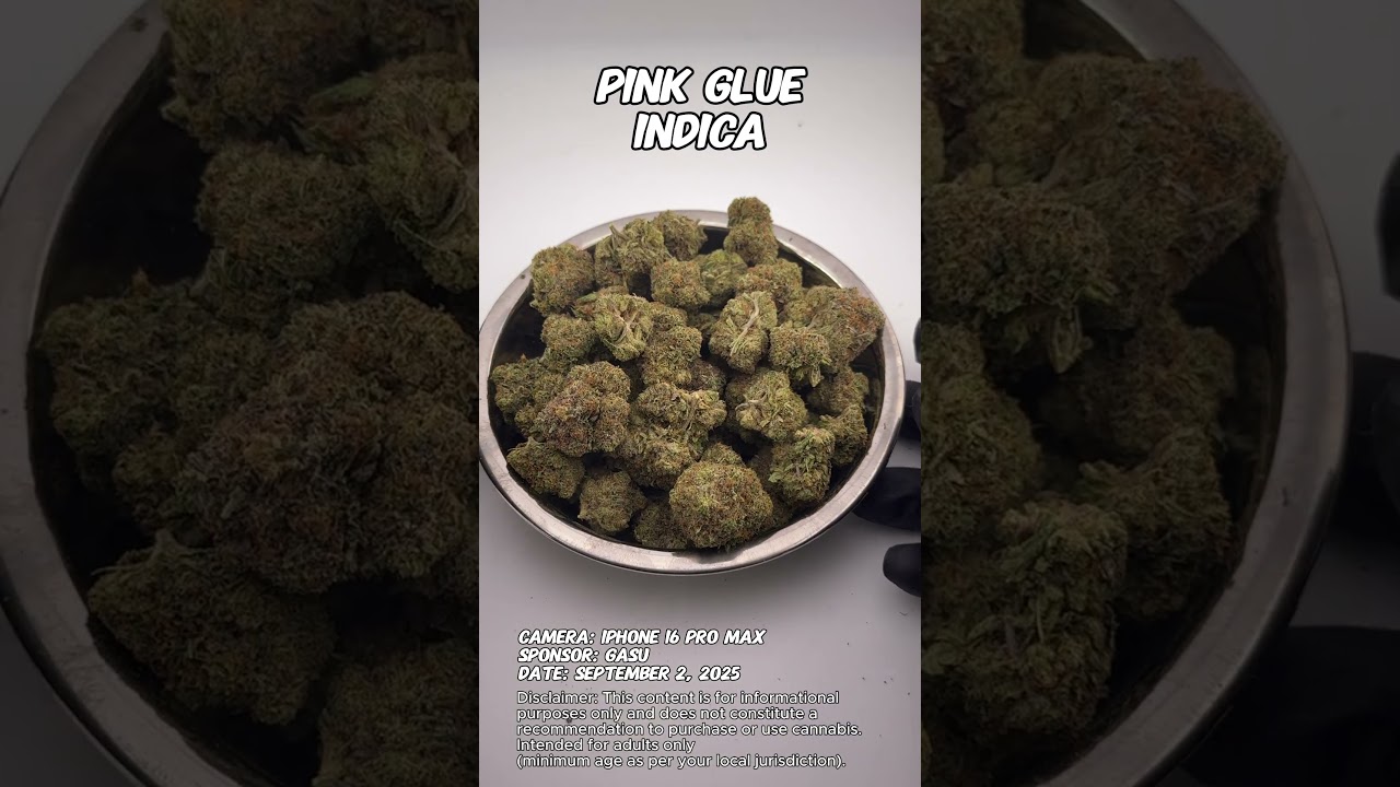 Pink Glue | Gasu Sponsored | Strain Spotlight