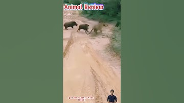 Báo bắt heo rừng con và bố mẹ heo rừng giải cứu