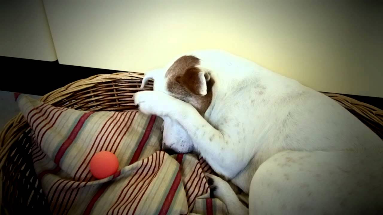 Sputnik perfecting the cat paw cleaning technique