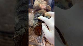 #hooftrimmer#hoofcare#kesfet#hoofcleaning#kesfet