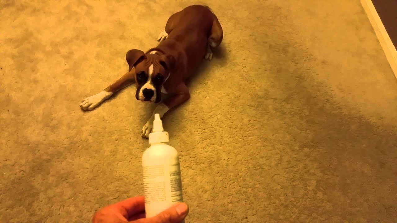 MY BOXER PUPPY CAN'T STAND SEEING A EAR WASH BOTTLE AFTER USING IT ON