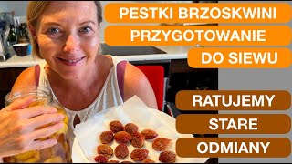 BRZOSKWINIA - JAK ZASIAĆ DRZEWKO Z PESTKI