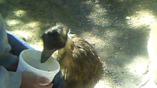 SUNP0326.AVI