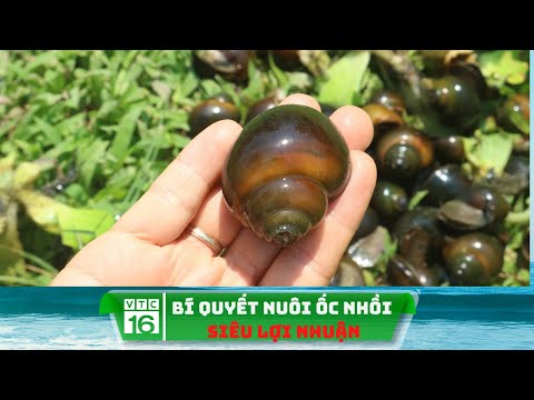 Video: Thanh Cua Nhồi