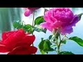Surah Al Buruj Beautiful Recitation Tilawat Quran Best Voice By Female Girl