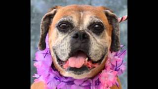 Florida Boxer Rescue Dogs Fall 2013