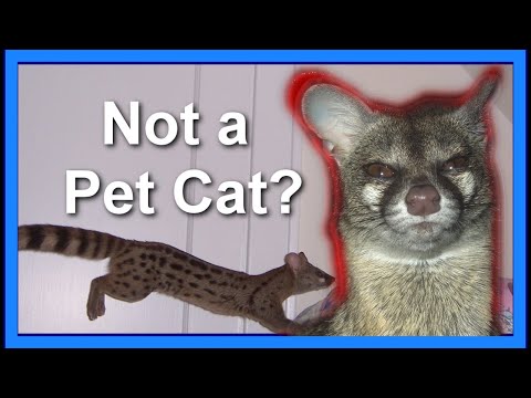 Video: Prendersi cura dei Genet Spotted come animali domestici