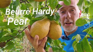 Beurrè Hardy Pear #orchard #fruittrees #permaculture #gardening #pear #hardy #adventure #like #fruit