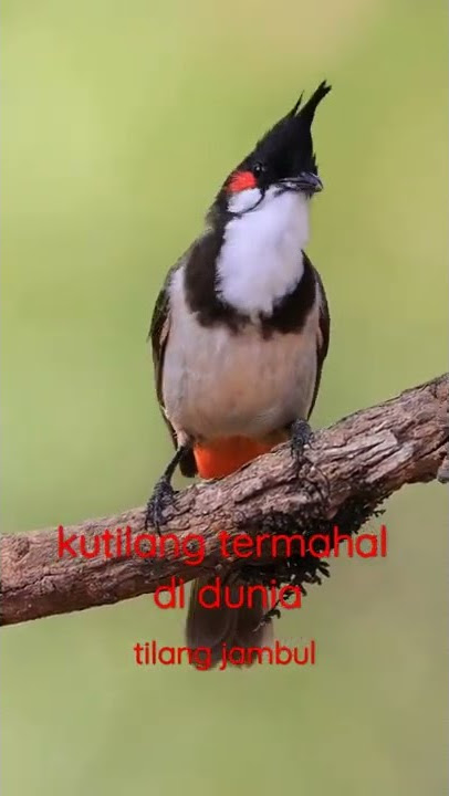 TILANG JAMBUL #shorts #animals #animal #kutilang #nathalieholscher ##sule