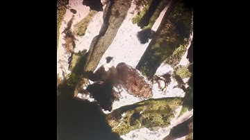 Watch a water bear “come alive” time-elapsed, 400x magnification #microscopic animals #tardigrades