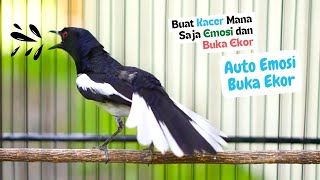 Pancingan Kacer Gacor Buka Ekor! Terbukti Bikin Emosi Kacer Lain Auto Tarung Ngobra