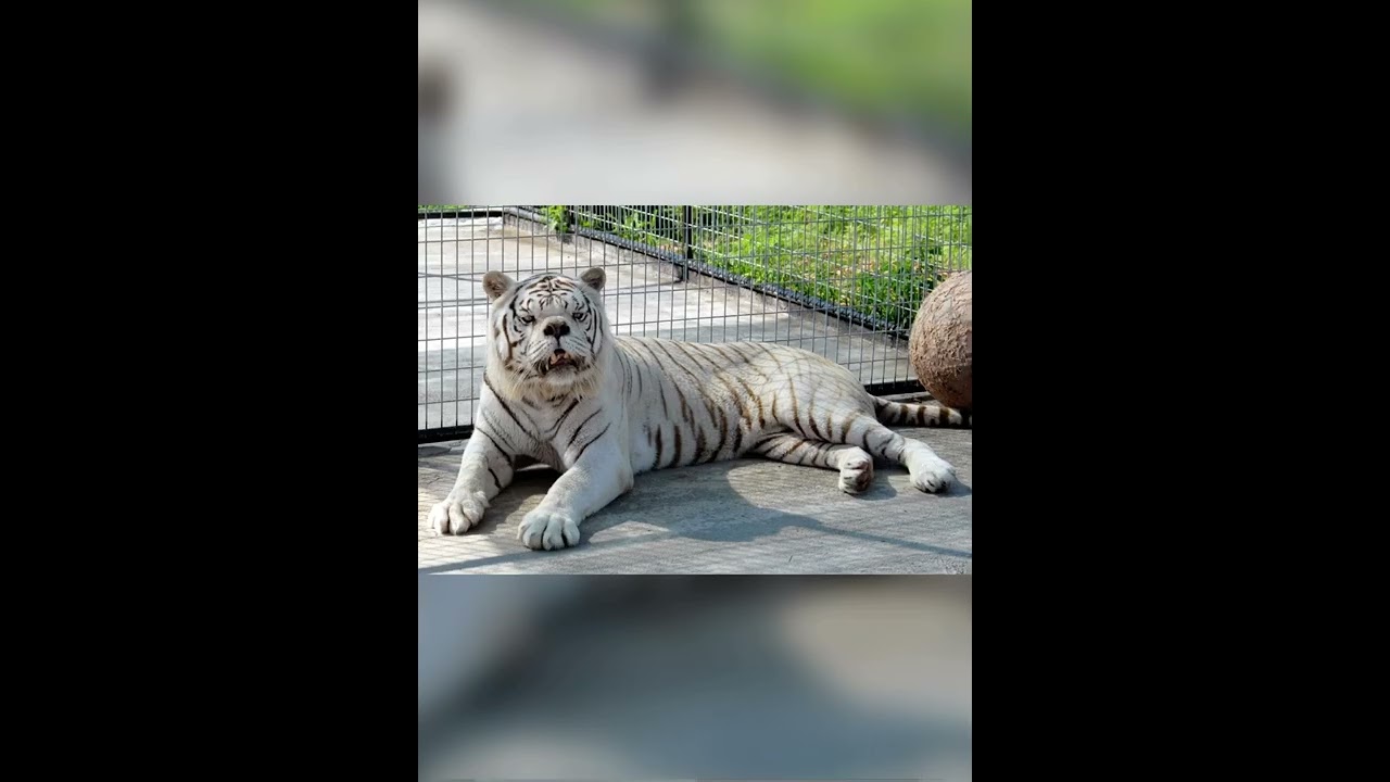 What animals look like with Down syndrome