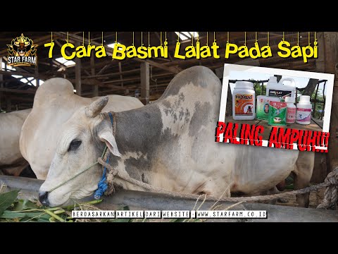 Cara mengusir lalat pada sapi