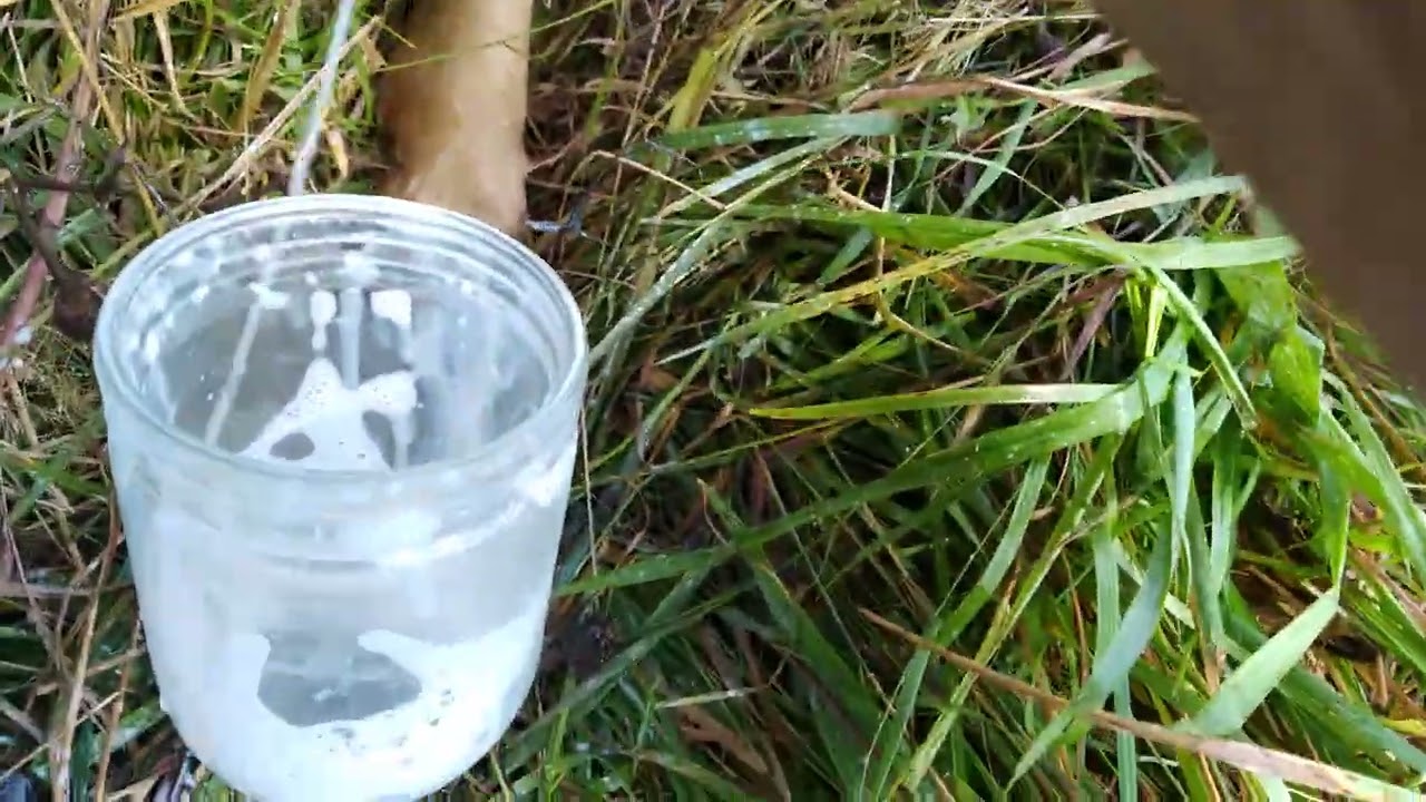 Traite manuelle des brebis - Comment traire facilement, à moindre frais...