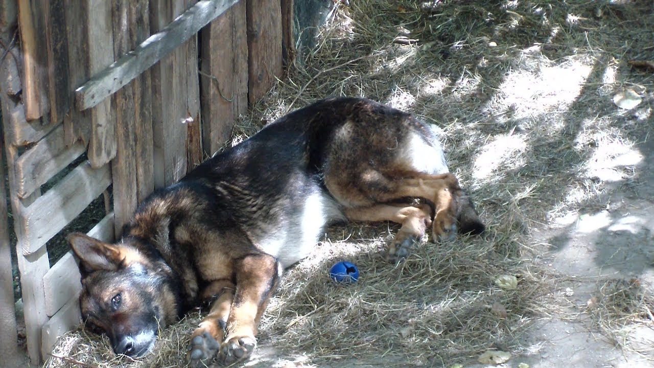 4 zakladne zasady pre vychovu cviceneho psa ‒ nemecky ovciak 2017