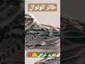 طائر الولوال الساحر تغريد عذب مشاء الله 