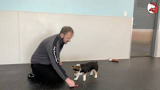 DGP Puppy Class Video - Hand Targeting