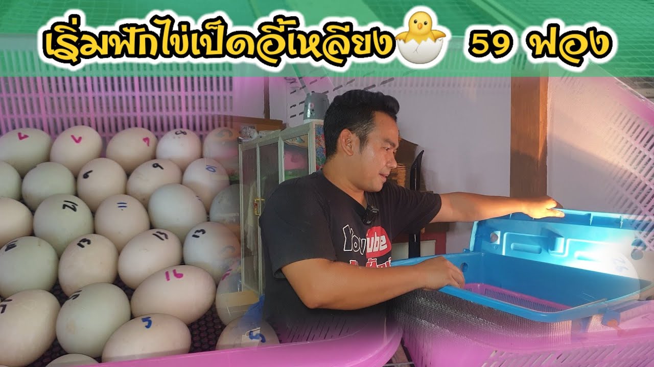 เริ่มต้นฟักไข่เป็ดอี้เหลียง59ฟอง วิธีฟักไข่เป็ดอี้เหลียง