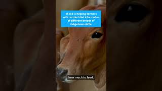 #Dairy may have a lot of toxins. Curating nutritious #cattle feed is helping #dairyfarmers